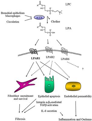 Autotaxin in Pathophysiology and Pulmonary Fibrosis